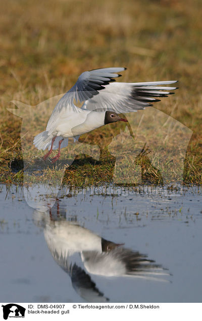 Lachmwe / black-headed gull / DMS-04907