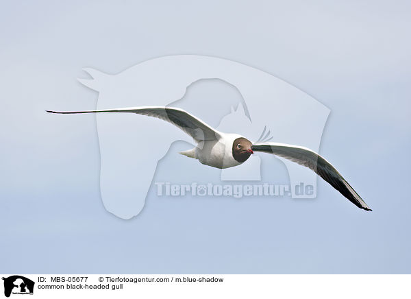 Lachmwe / common black-headed gull / MBS-05677