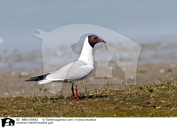 Lachmwe / common black-headed gull / MBS-05682