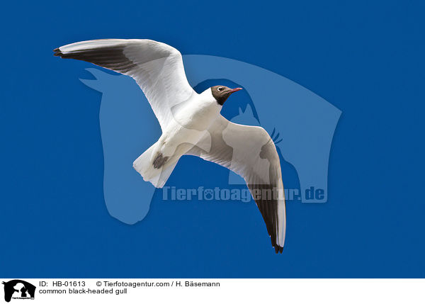 Lachmwe / common black-headed gull / HB-01613