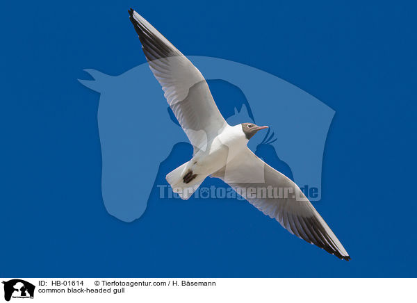 Lachmwe / common black-headed gull / HB-01614