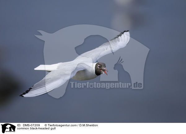 Lachmwe / common black-headed gull / DMS-07209