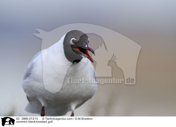 Lachmwe / common black-headed gull / DMS-07213