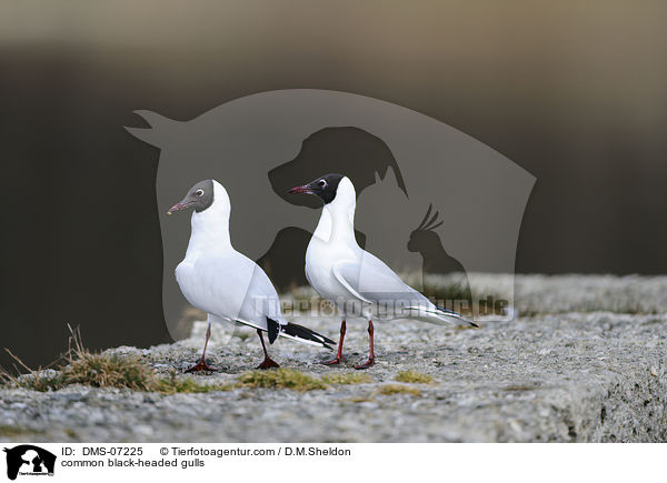 Lachmwen / common black-headed gulls / DMS-07225