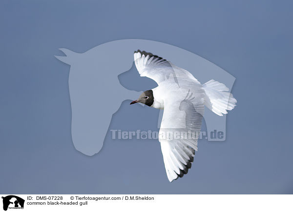 Lachmwe / common black-headed gull / DMS-07228