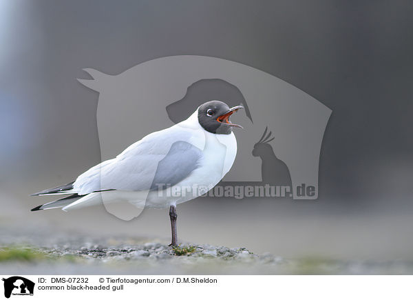 Lachmwe / common black-headed gull / DMS-07232