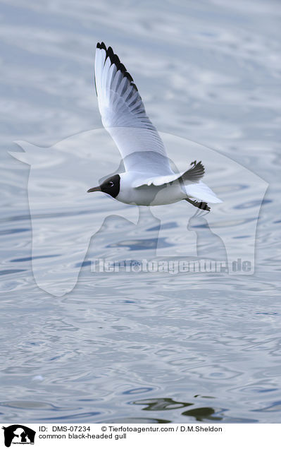 Lachmwe / common black-headed gull / DMS-07234