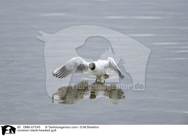 common black-headed gull / DMS-07245