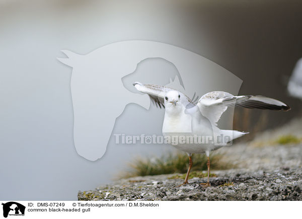 Lachmwe / common black-headed gull / DMS-07249