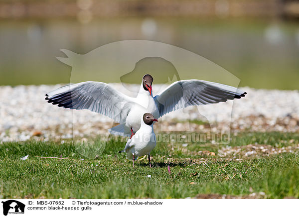 Lachmwen / common black-headed gulls / MBS-07652