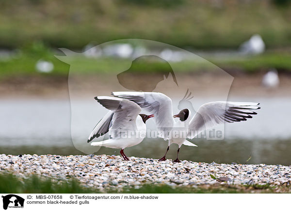 Lachmwen / common black-headed gulls / MBS-07658