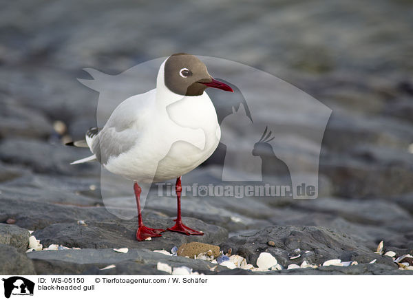 Lachmwe / black-headed gull / WS-05150