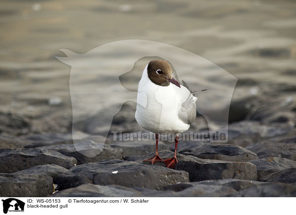 Lachmwe / black-headed gull / WS-05153