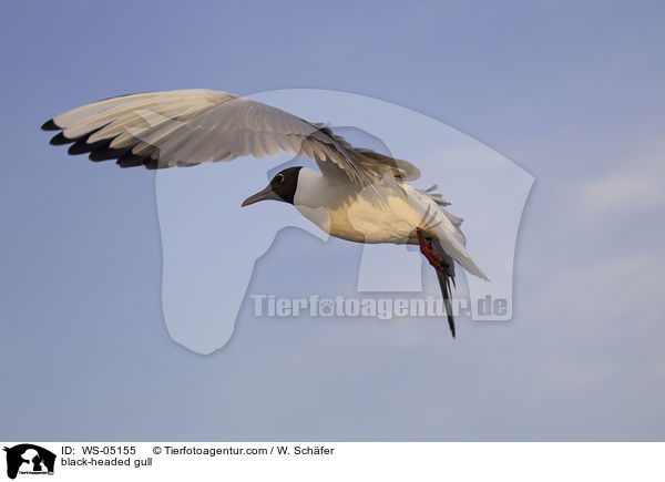 Lachmwe / black-headed gull / WS-05155