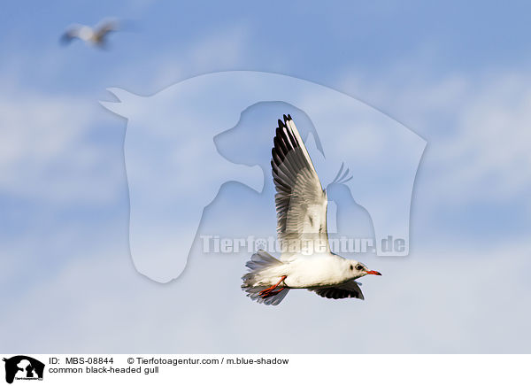 Lachmwe / common black-headed gull / MBS-08844