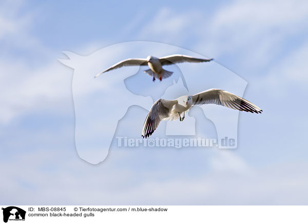 Lachmwen / common black-headed gulls / MBS-08845