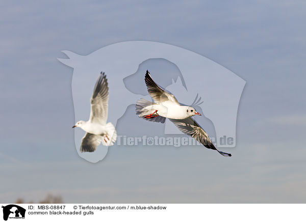 Lachmwen / common black-headed gulls / MBS-08847