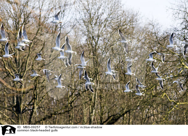 Lachmwen / common black-headed gulls / MBS-09257