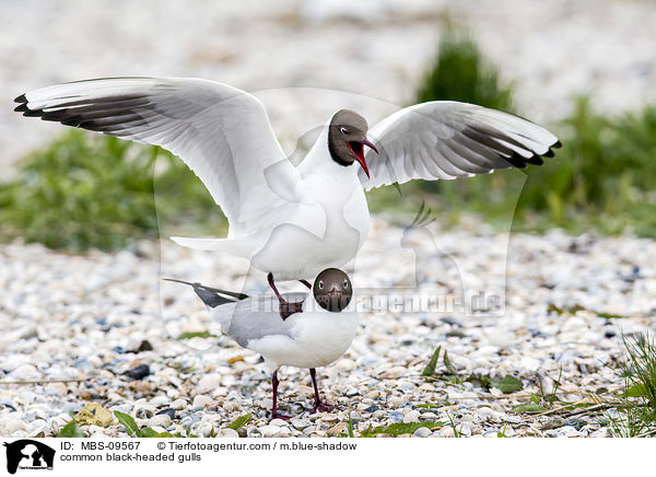Lachmwen / common black-headed gulls / MBS-09567