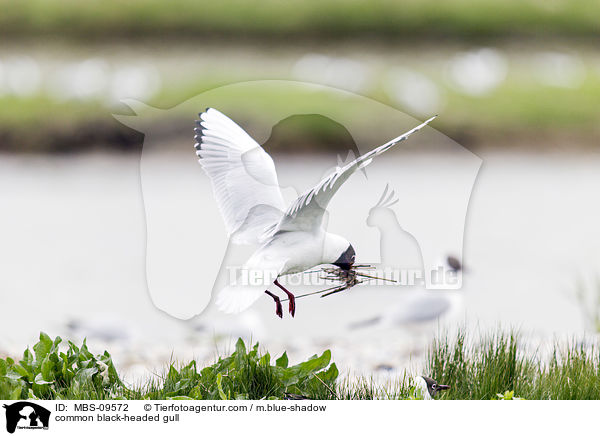 Lachmwe / common black-headed gull / MBS-09572