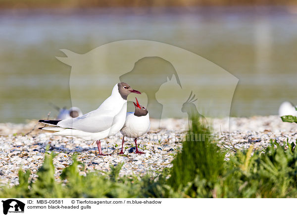 Lachmwen / common black-headed gulls / MBS-09581
