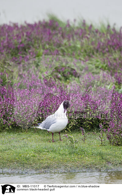 Lachmwe / common black-headed gull / MBS-11017