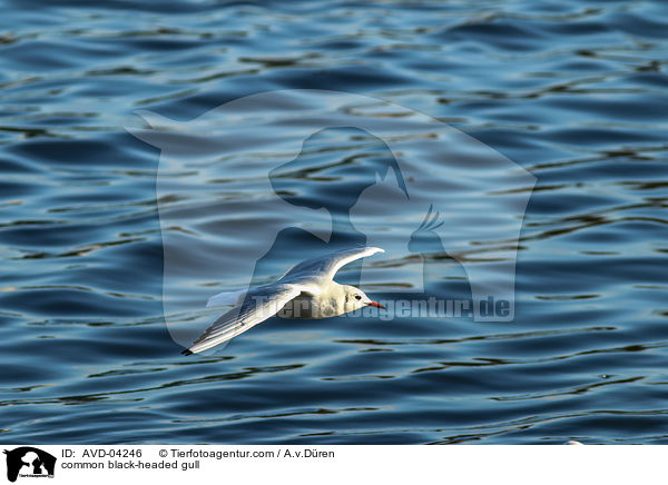 Lachmwe / common black-headed gull / AVD-04246