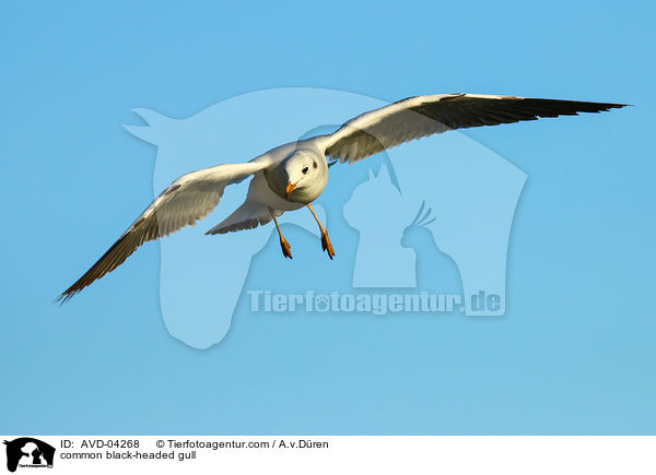 Lachmwe / common black-headed gull / AVD-04268