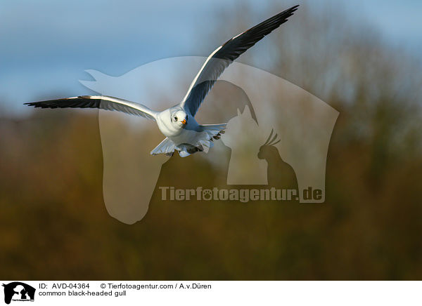 Lachmwe / common black-headed gull / AVD-04364