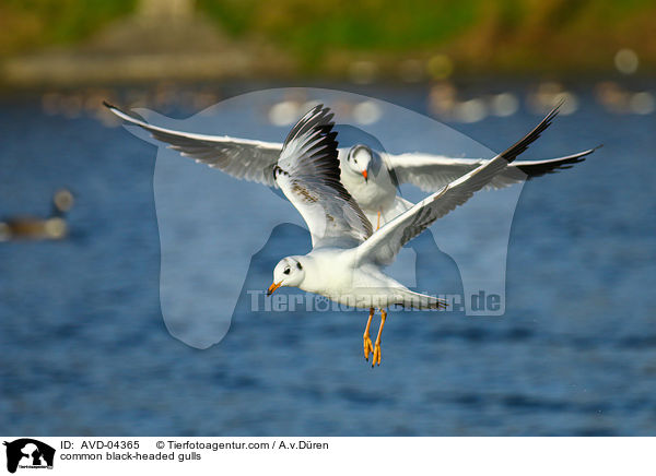 Lachmwen / common black-headed gulls / AVD-04365