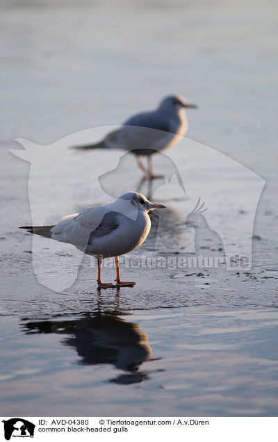 Lachmwen / common black-headed gulls / AVD-04380