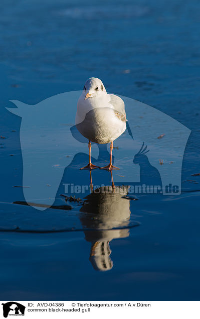 Lachmwe / common black-headed gull / AVD-04386