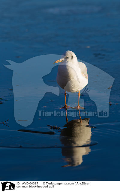 Lachmwe / common black-headed gull / AVD-04387