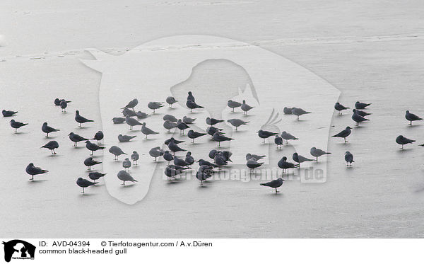 Lachmwen / common black-headed gull / AVD-04394