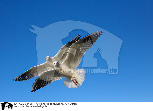 Lachmwen / common black-headed gulls / AVD-04406