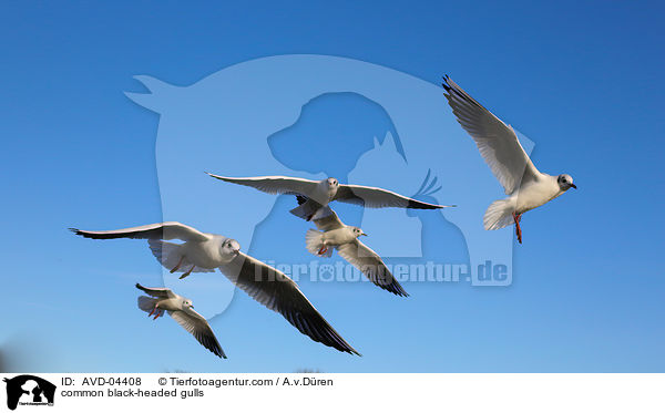 Lachmwen / common black-headed gulls / AVD-04408