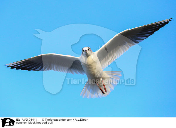 Lachmwe / common black-headed gull / AVD-04411