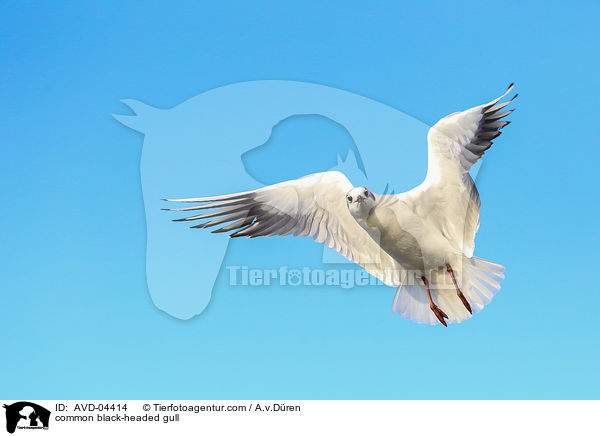 Lachmwe / common black-headed gull / AVD-04414