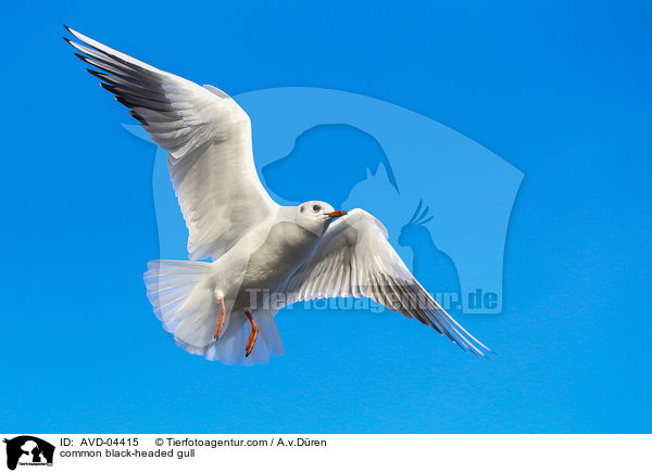 Lachmwe / common black-headed gull / AVD-04415