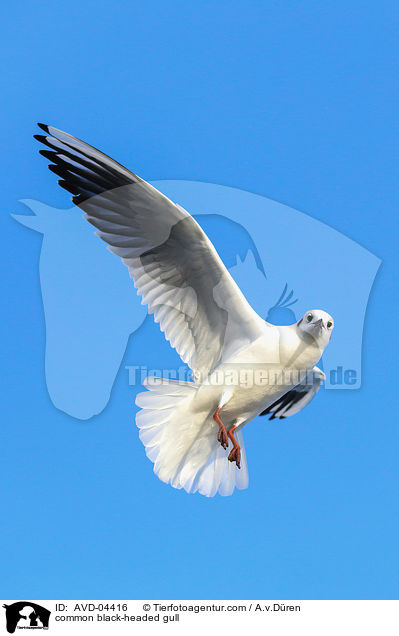 Lachmwe / common black-headed gull / AVD-04416