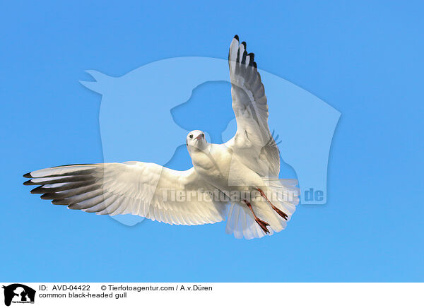 Lachmwe / common black-headed gull / AVD-04422