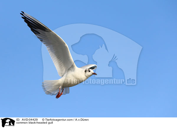 Lachmwe / common black-headed gull / AVD-04429