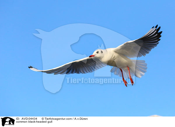 Lachmwe / common black-headed gull / AVD-04434