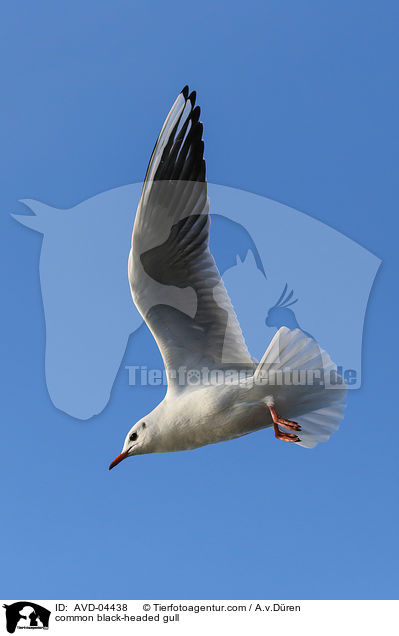 Lachmwe / common black-headed gull / AVD-04438