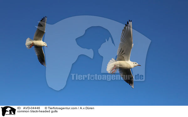 Lachmwen / common black-headed gulls / AVD-04446