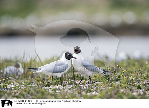 Lachmwen / common black-headed gulls / MBS-14169