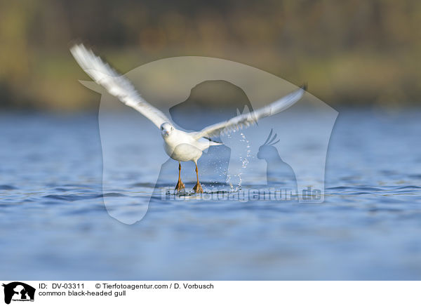 Lachmwe / common black-headed gull / DV-03311