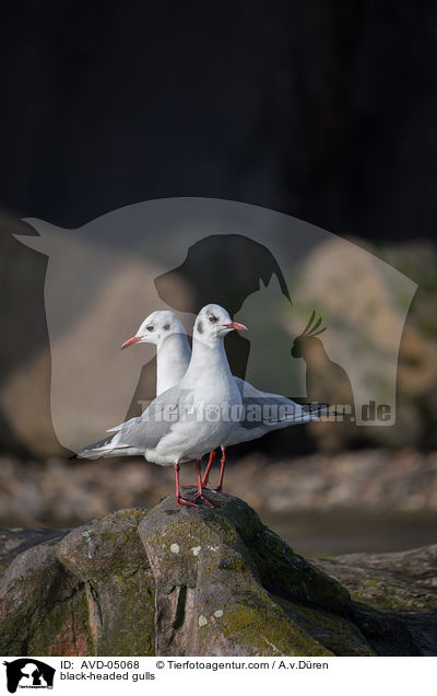 Lachmwen / black-headed gulls / AVD-05068