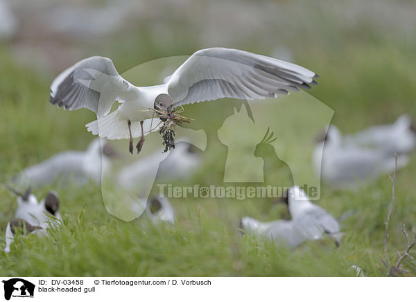 Lachmwe / black-headed gull / DV-03458