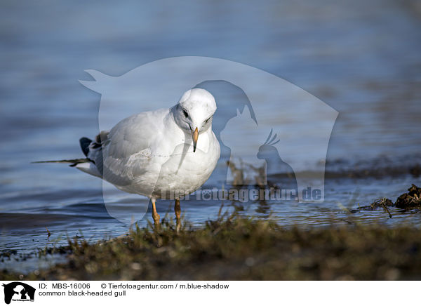 Lachmwe / common black-headed gull / MBS-16006